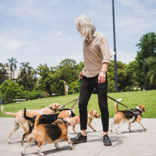 How to Find Pet Sitters Austin Locals Trust During SXSW