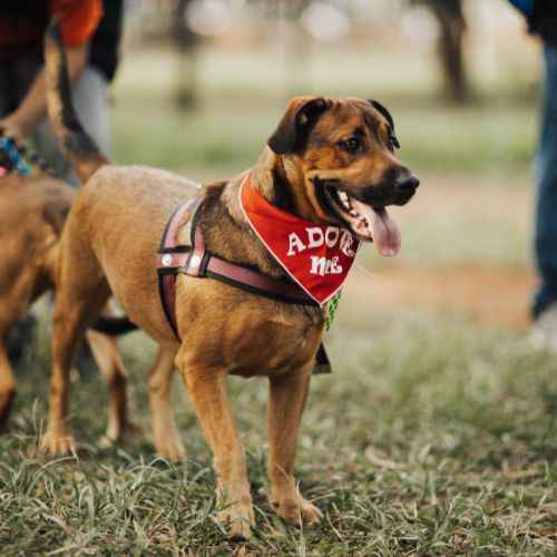 The Ultimate Guide to Austin Dog Parks With Swimming Areas